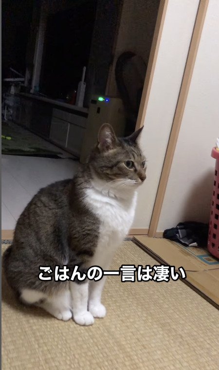 そっぽを向く猫