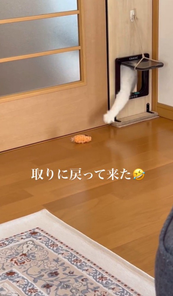 猫が手を伸ばす2