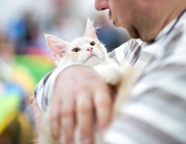 男性に抱かれている子猫