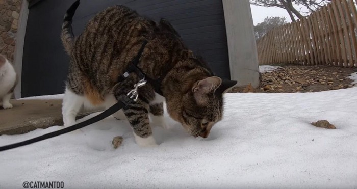 雪の上を歩くディジャ