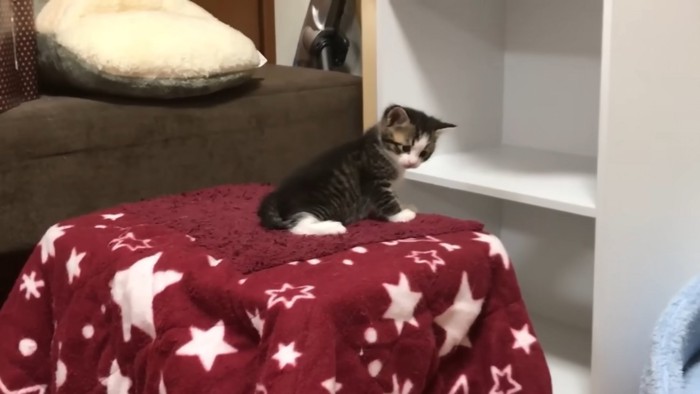 赤い星柄毛布に乗る子猫（振り向きスタイル）