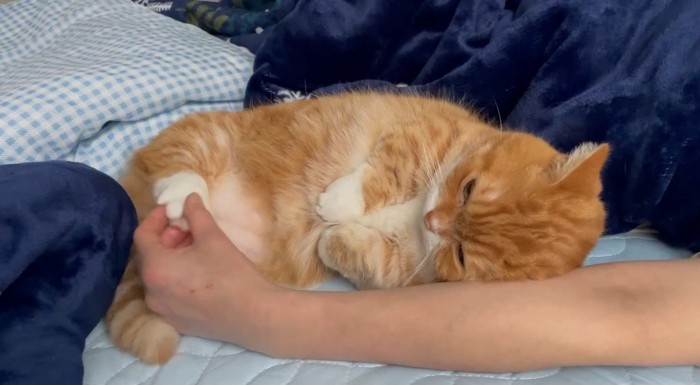 猫の後ろ足の肉球を触る飼い主