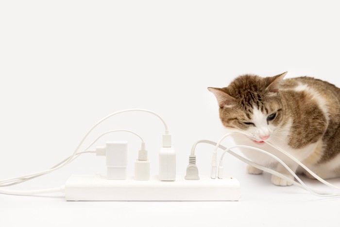 電気コードを噛もうとする猫