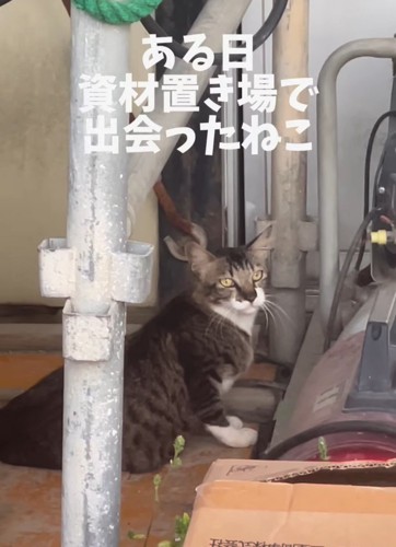 振り向く猫