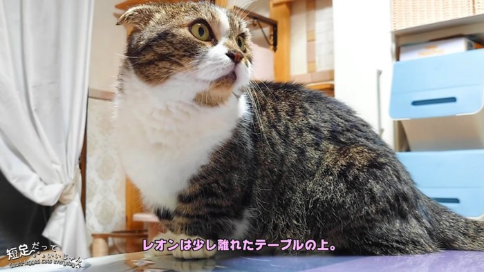 折れ耳の猫