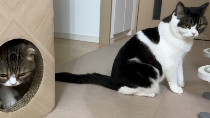 やる気の猫