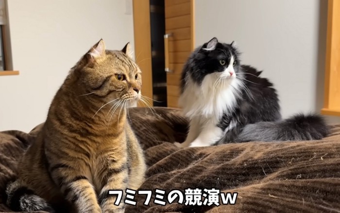 フミフミする猫