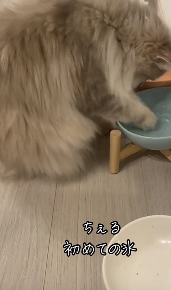 氷をつつく猫の写真3