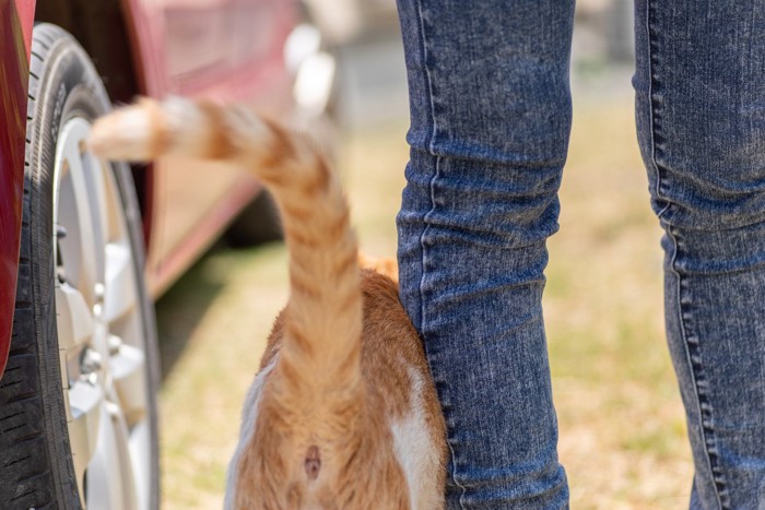 飼い主と歩く猫