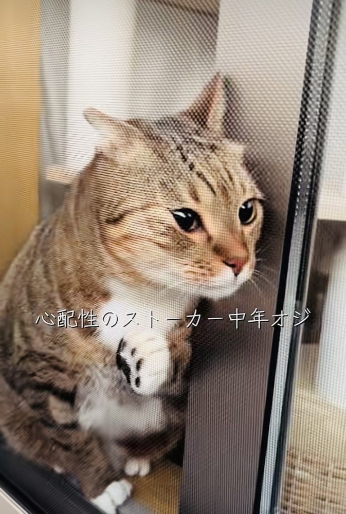 網戸と窓の隙間に入ろうとするキジトラ猫