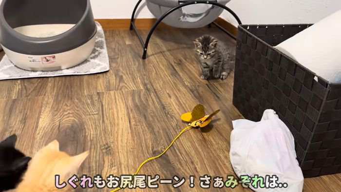 みぞれちゃんの反応