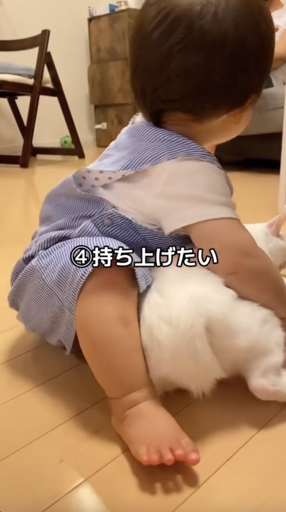 猫を持ち上げたい子供