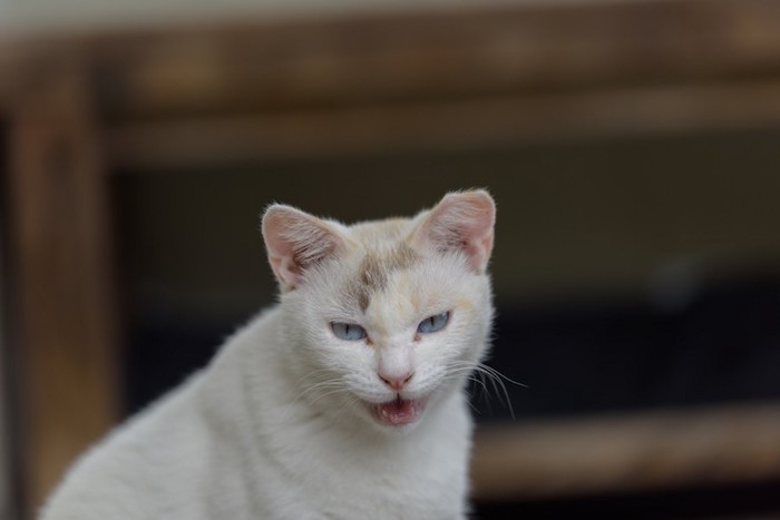 鋭い視線でこちらを見て鳴く野良猫