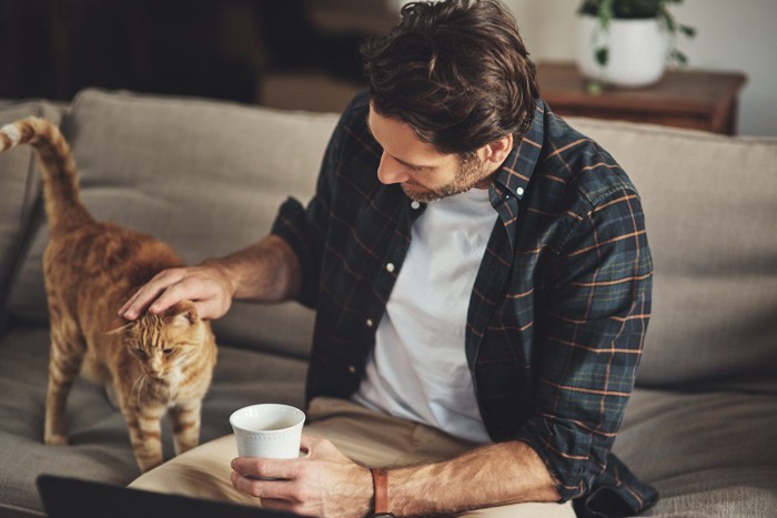 男性に撫でられる茶トラ猫
