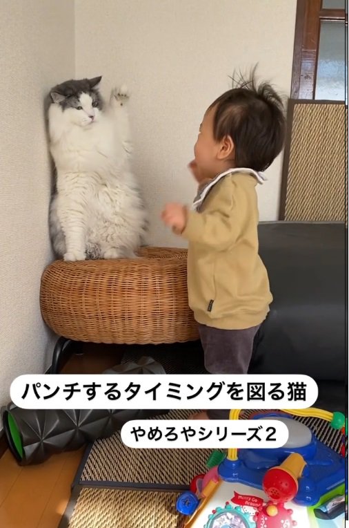 前足を上げる猫