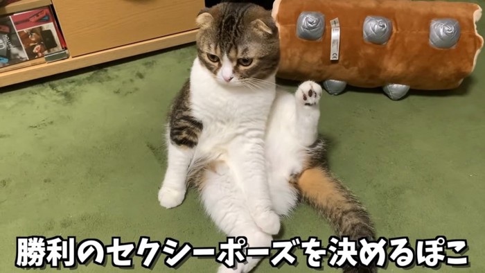 座って後ろ足を上げる猫