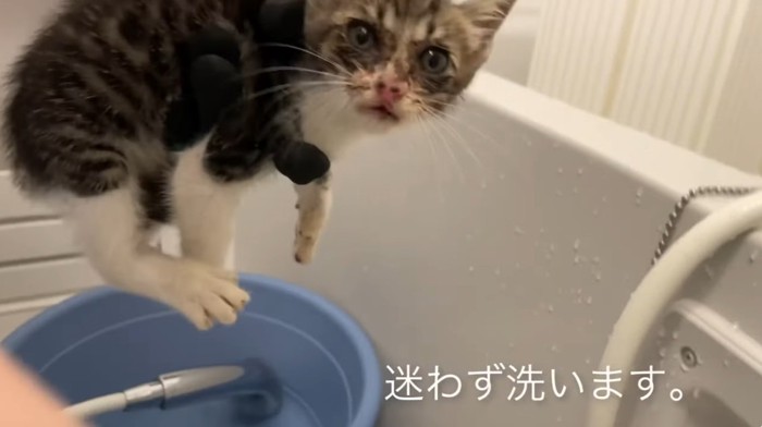 子猫を抱えてお風呂にいれる様子