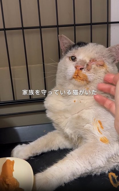 撫でられる猫