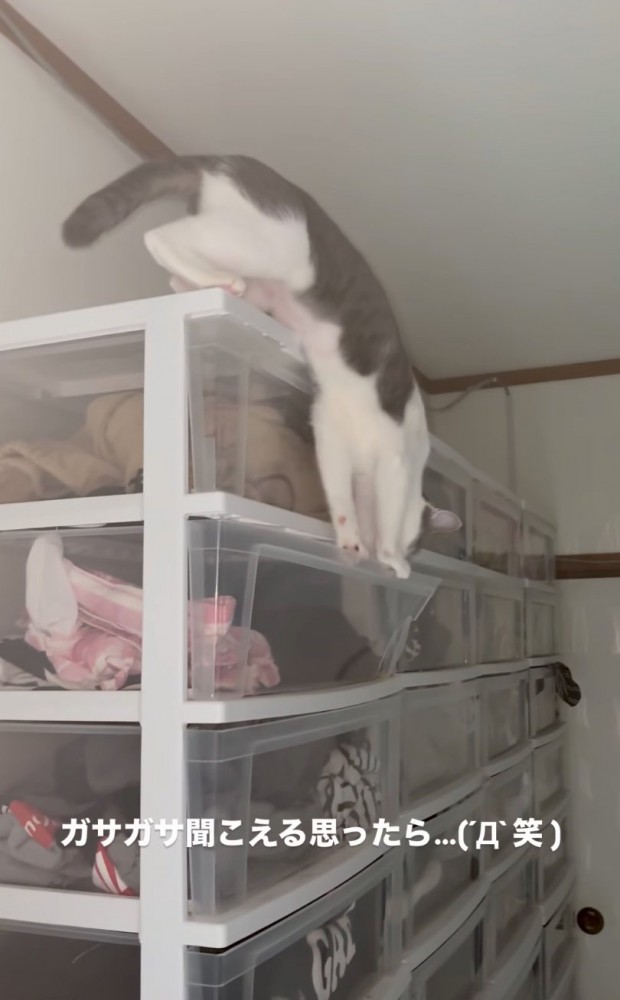 衣装棚に入ろうとする猫