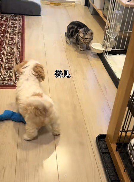 猫を見つけた犬