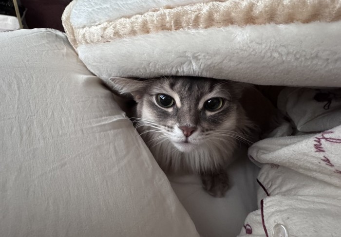 ふとんに入り込んだ猫