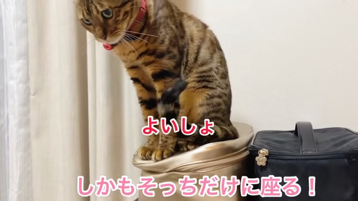 おすわりする猫