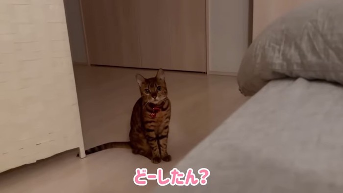 座る猫