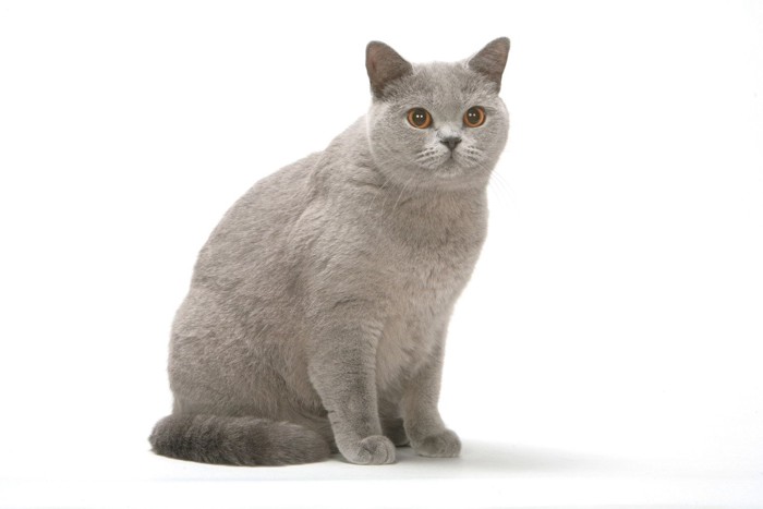 グレーの猫