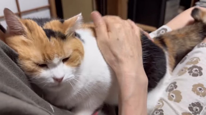 膝の上に抱っこされている猫
