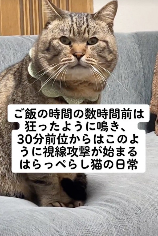 見つめる猫