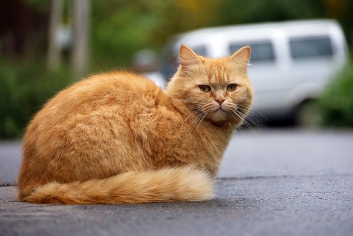 道路に座り込む茶トラ猫