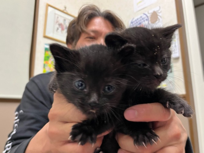 手の中の2匹の黒猫