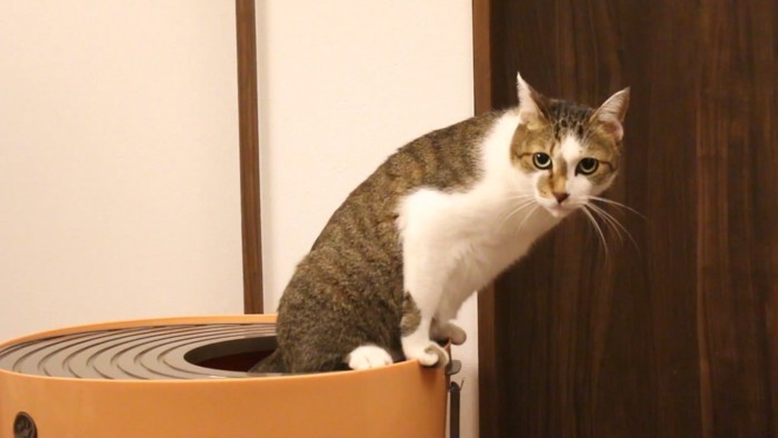 トイレ中の猫