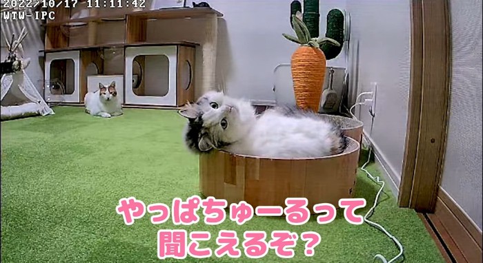 振り返る猫