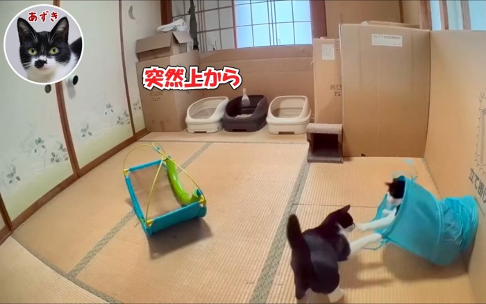 じゃれる猫