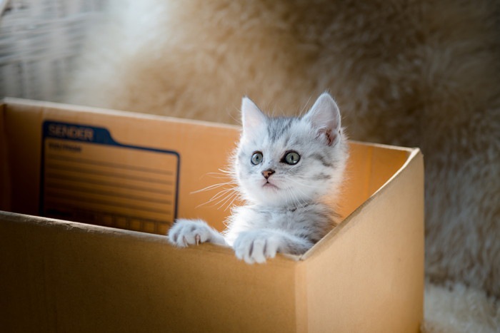 段ボールから顔を出す子猫