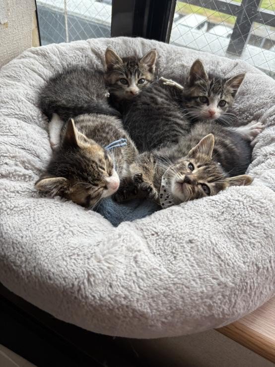 猫ベッドにいる子猫たち