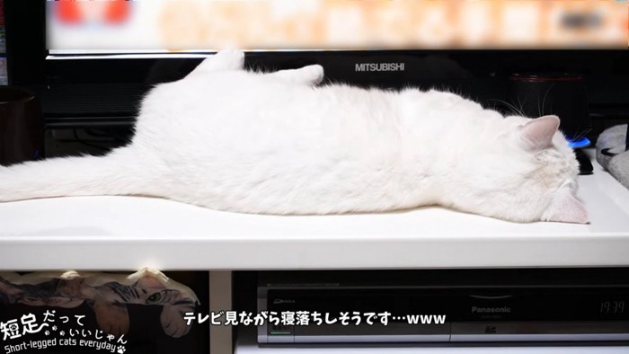 テレビをみながら寝転ぶ猫