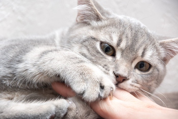 爪を出して飼い主の指を噛む猫