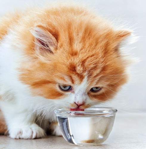 水を飲む猫