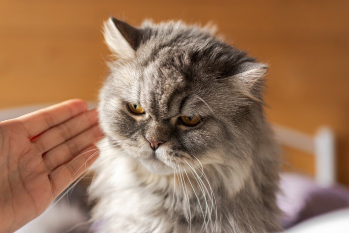 怒っている猫に触ろうとする