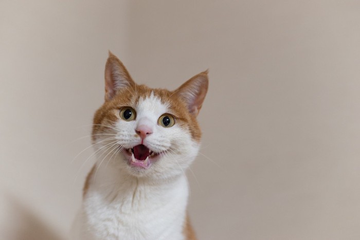 口を開けている猫