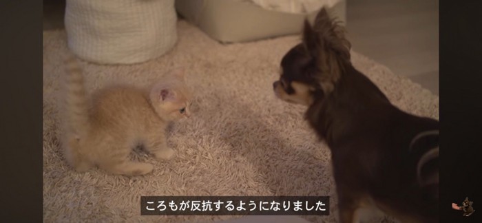 警戒する子猫