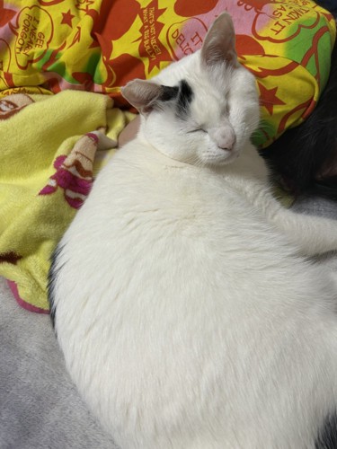 眠るよもぎちゃん