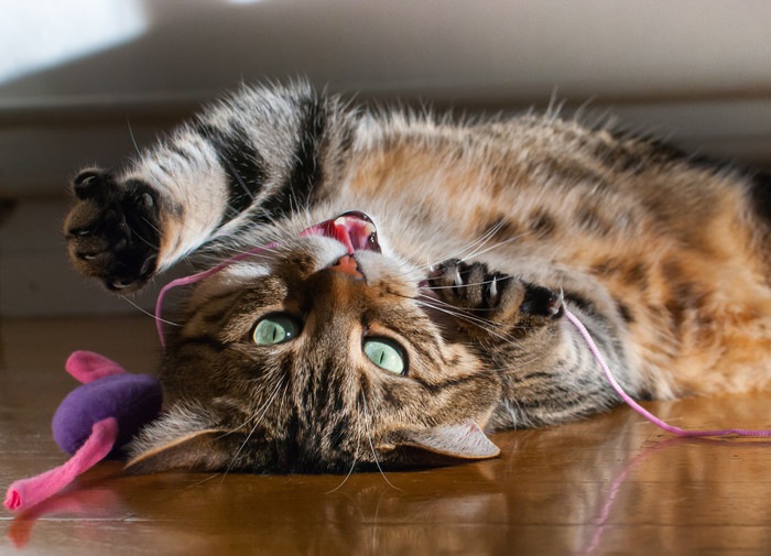 コード状のものとじゃれる猫