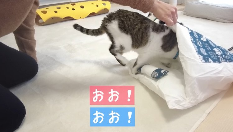 布団に入っていく猫