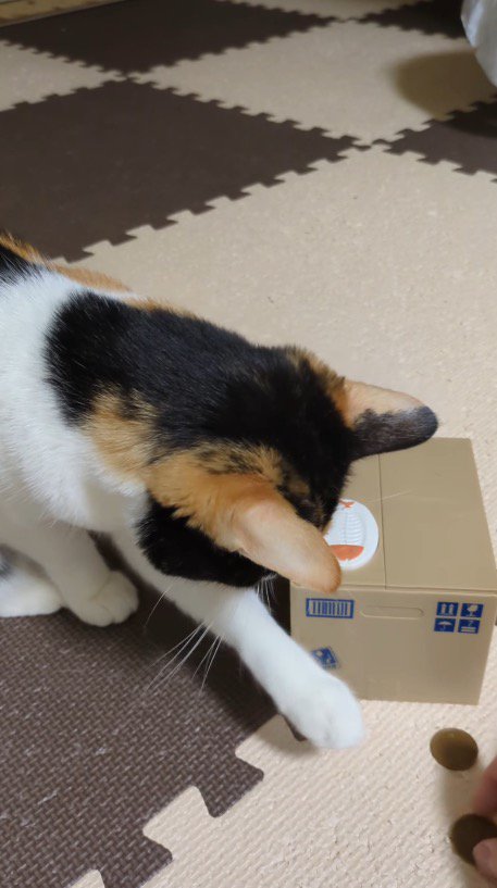 床に置いてあるお金に前足を伸ばす猫