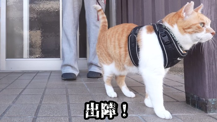 ハーネスをつけた猫