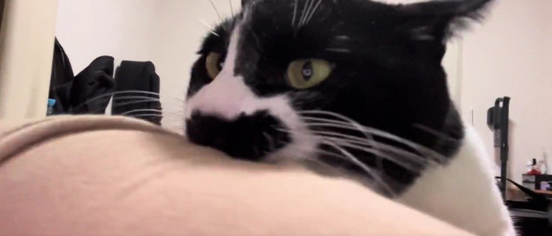 飼い主の服を噛む猫