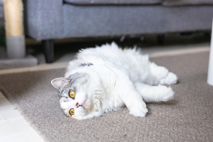 ．カーペットの上に寝転ぶ猫